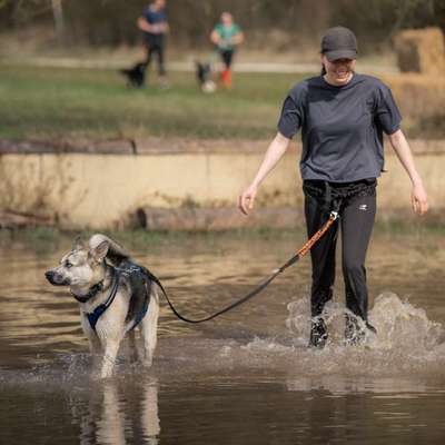 Hundetreffen-Canicross Zughundesport-Bild