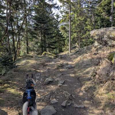 Hundetreffen-Mantrail LK 93192-Bild