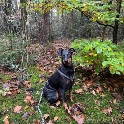 Gibt es noch mehr Manchester Terrier hier?-Beitrag-Bild