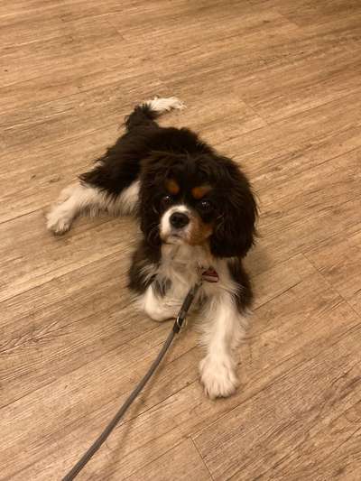 Cavalier King Charles Spaniel?-Beitrag-Bild