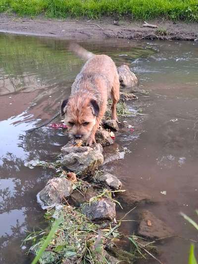 Hundetreffen-Gemeinsame Spaziergänge-Bild