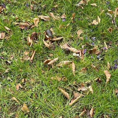 Giftköder-Evtl. Giftköder-Bild