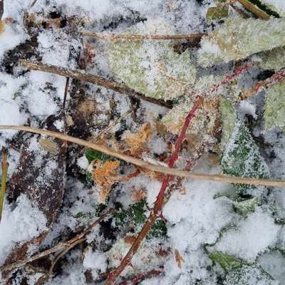 Giftköder-Möglicher Giftköder-Bild