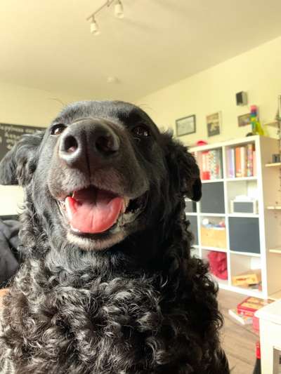 Dogorama Photo Challenge - Einmal lächeln bitte-Beitrag-Bild