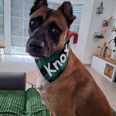 Hundetreffen-Spazieren & lernen in Moers-Bild