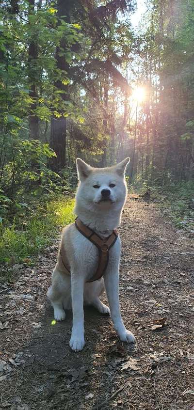 Wie kamst du zu deinem Hund?-Beitrag-Bild