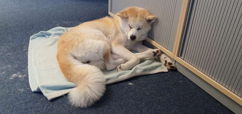 🐶 Sind Bürohunde jetzt VERBOTEN?! 😱-Beitrag-Bild