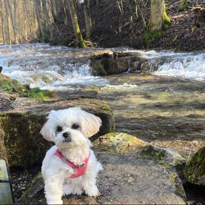 Hundetreffen-Welpentreffen LK Fürth-Bild