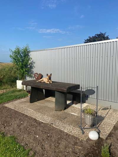 Französische Bulldoggen-Beitrag-Bild