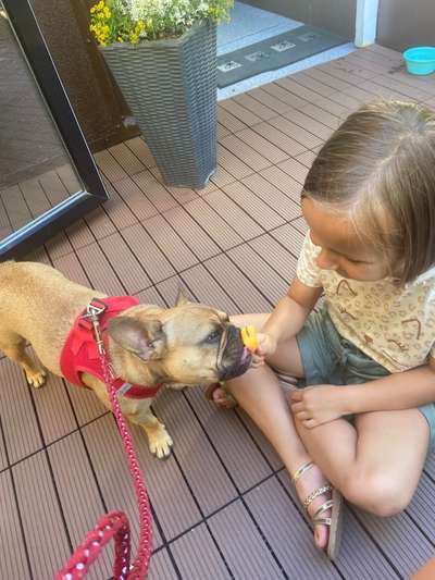 Französische Bulldoggen-Beitrag-Bild