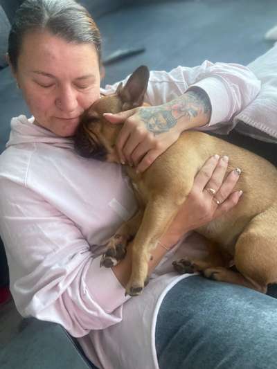 Französische Bulldoggen-Beitrag-Bild