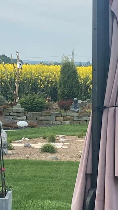 Französische Bulldoggen-Beitrag-Bild