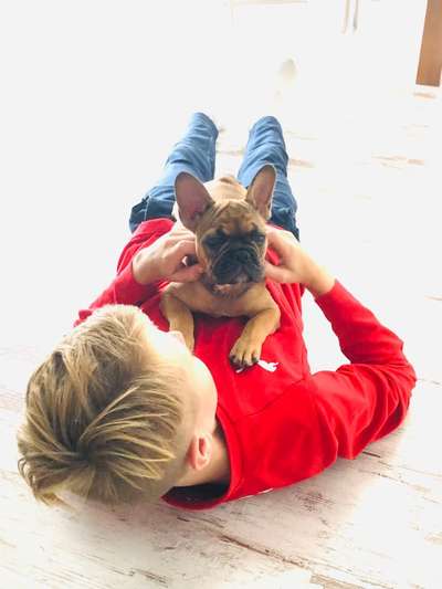 Französische Bulldoggen-Beitrag-Bild