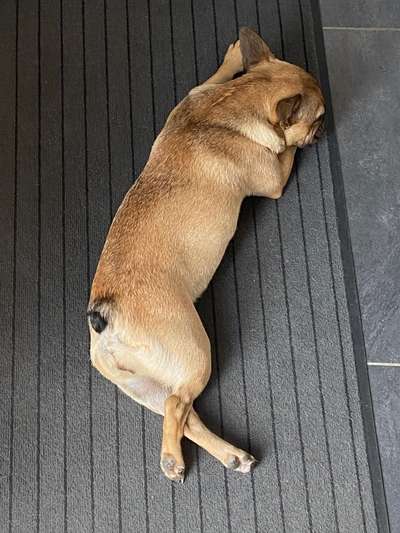 Französische Bulldoggen-Beitrag-Bild