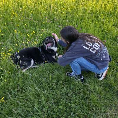 Hundetreffen-Gassirunde und Spielgefährte-Bild