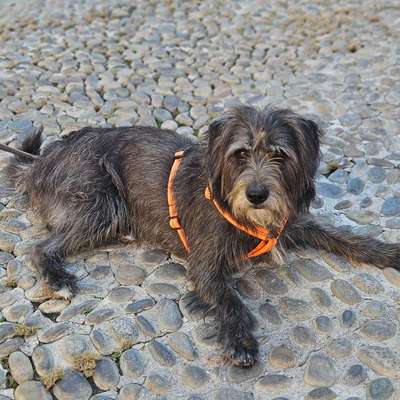 Hundetreffen-Spieltreffen bzw. Gassirunde-Bild