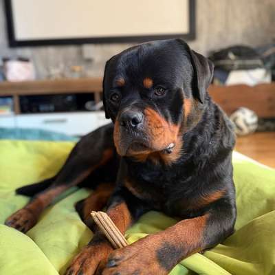 Hundetreffen-Spielfreunde-Bild