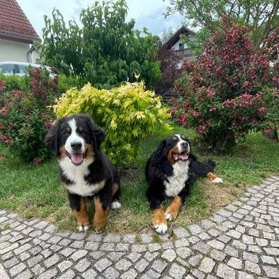 Hundetreffen-Welpen / Junghunde Freunde gesucht-Bild