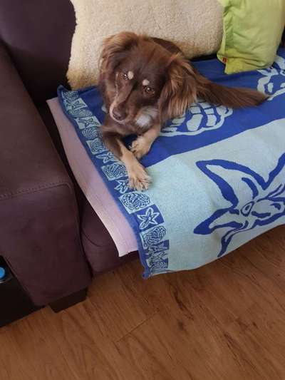 Rhodesian Ridgeback-Beitrag-Bild