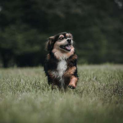 Hundetreffen-Angeleinte Spaziergänge-Bild