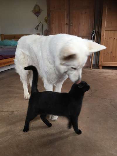 Namen für eine Golden Retriever Hündin-Beitrag-Bild