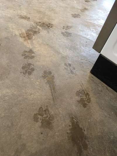 Hunde Memes-Beitrag-Bild