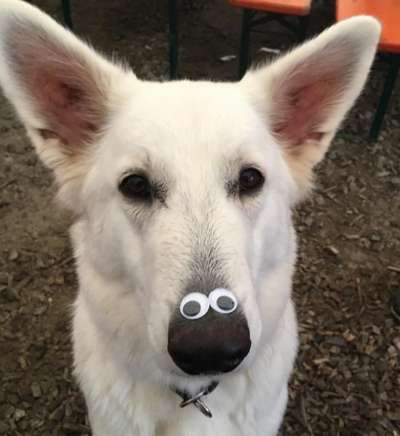 Zeigt mir die tollste Nahaufnahme von eurer Fellnase-Beitrag-Bild