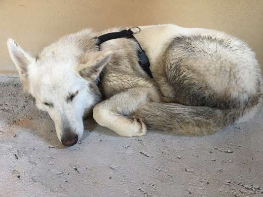 Welchen Hund hast du?-Beitrag-Bild