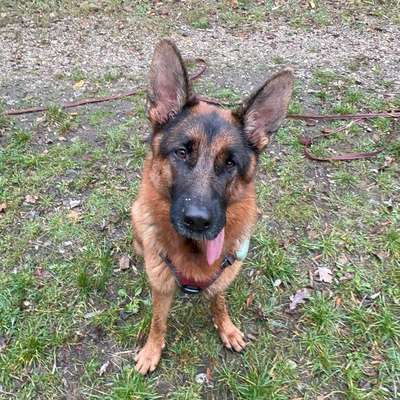 Hundetreffen-Suche neue Hundefreunde-Bild