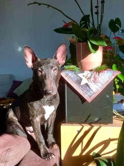 Die Dogorama Kalender Challenge Titelbild-Beitrag-Bild