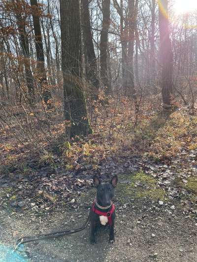 Französische Bulldogge Miniatur Bullterrier Mix-Beitrag-Bild