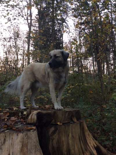 Auslandstierschutz-Beitrag-Bild