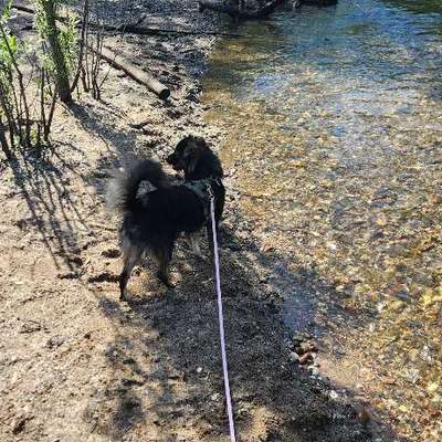 Hundetreffen-Buffy braucht auch FreundInnen-Bild