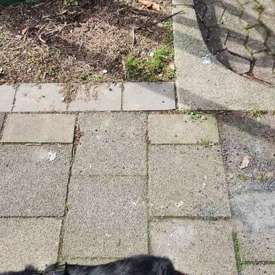 Giftköder-Vielleicht Gift-Bild