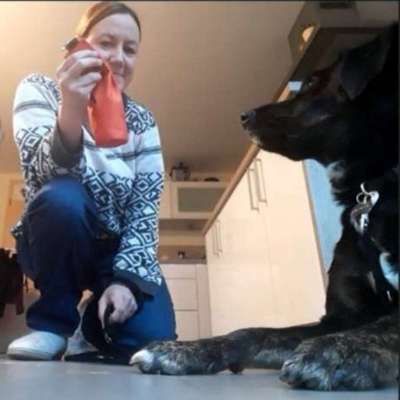 Hundetreffen-Gemeinsames Training