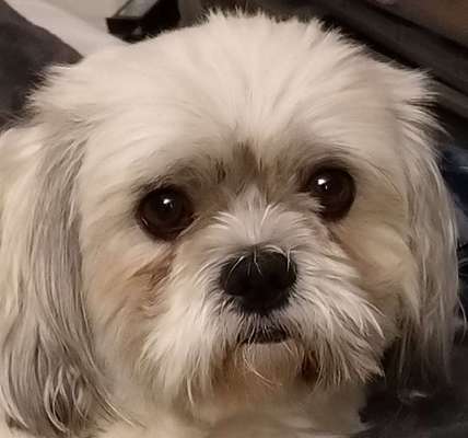 Havaneser-Beitrag-Bild