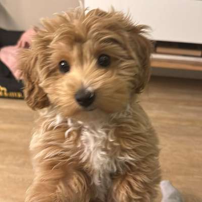 Hundetreffen-Welpentreffen Minirassen