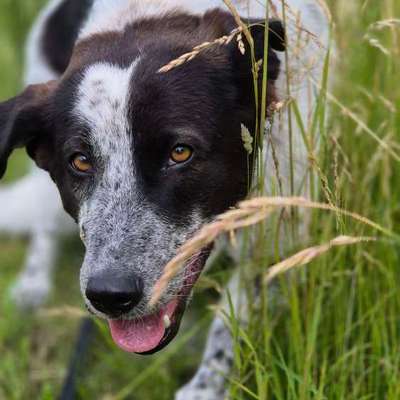 Hundetreffen-Neue Kontakte gesucht-Bild