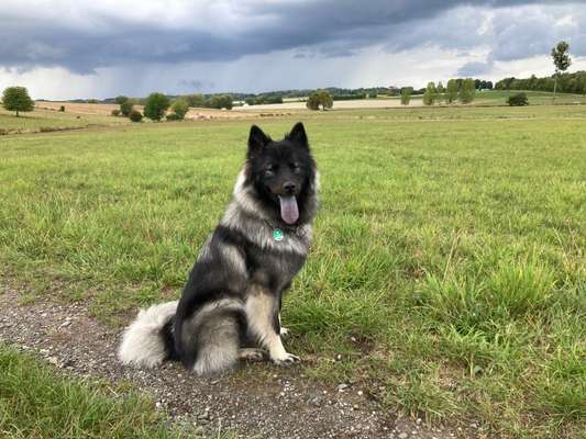 Eurasier hier?-Beitrag-Bild