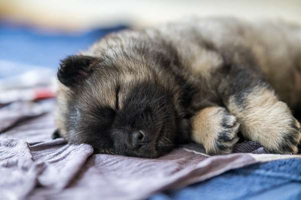 Eurasier hier?-Beitrag-Bild