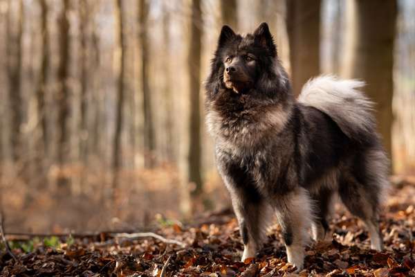 Eurasier hier?-Beitrag-Bild