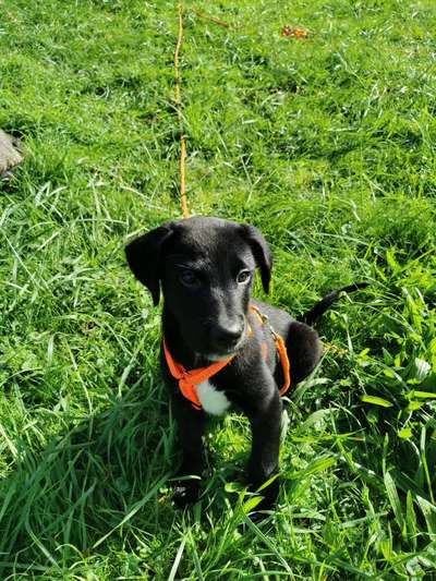 Welpen Bilder !-Beitrag-Bild