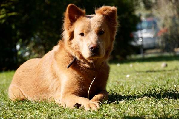 Dogorama Photo Challenge - Der Frühling kommt-Beitrag-Bild