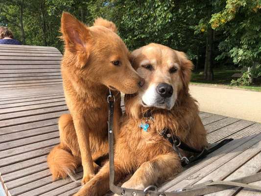 Dogorama Photo Challenge - Be my valentine-Beitrag-Bild