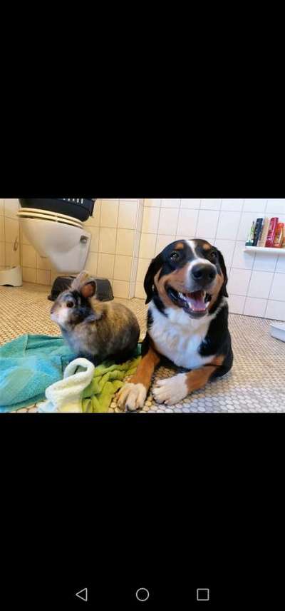 Bester Freund, Hundekumpel - zeigt her!-Beitrag-Bild