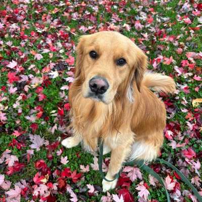 Hundetreffen-Fortpflanzung/ Zucht-Bild