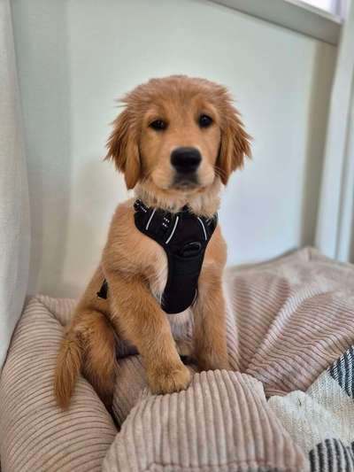 Hundetreffen-Bocholt - 16 Wochen junger Golden Retriever Welpe sucht Spielgefährten-Bild
