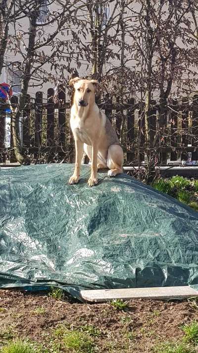 Hunde vom Tierschutzverein 🐕♥️-Beitrag-Bild