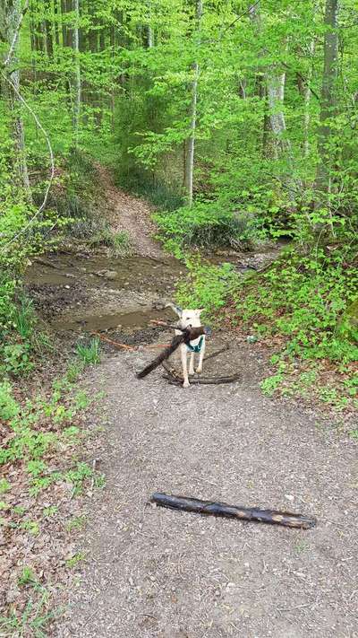 Dogorama-Monats-Challenge-Mai "Wasser"-Beitrag-Bild