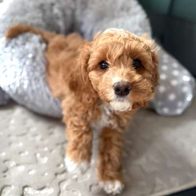 Hundetreffen-Welpentreff in Gifhorn-Bild